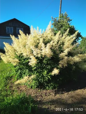 Волжанка двудомная 'Kneiffil' (Aruncus dioicus 'Kneiffii')