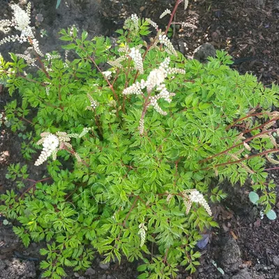 Волжанка кокорышелистная - Волжанка - GardenPlants