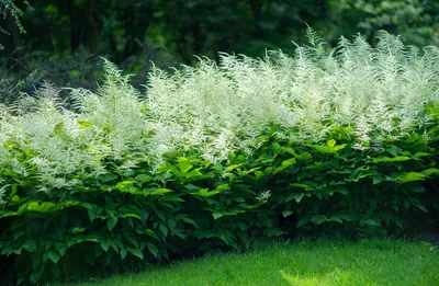 Растение волжанка: посадка, уход, выращивание и размножение | Best  perennials for shade, Best perennials, Shade perennials