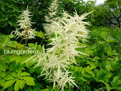 Волжанка - Aruncus - фото - выращивание и уход, посадка, размножение,  болезни и вредители, описание - 🌷 Мои цветы