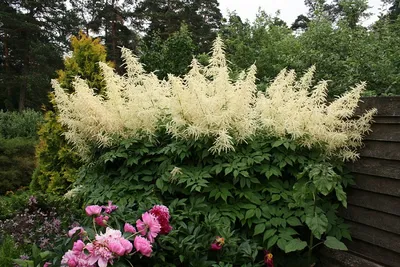 Волжанка кокорышелистная \"Aruncus\"