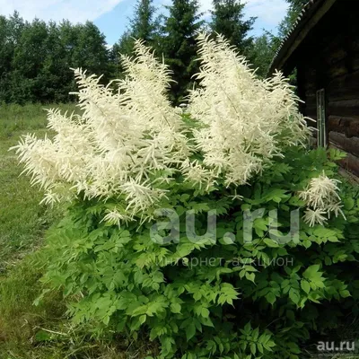 Волжанка двудомная \"Aruncus\"