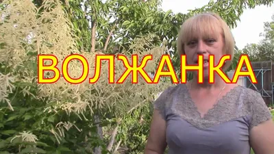 Растение волжанка: посадка, уход, выращивание и размножение
