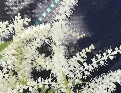 Волжанка низкорослая с доставкой! 🌱 [743212]