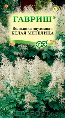 Саженец «Красный клен» Волжанка двудомная, Mnardioc4_27h17 купить в Минске:  недорого, в рассрочку в интернет-магазине Емолл бай
