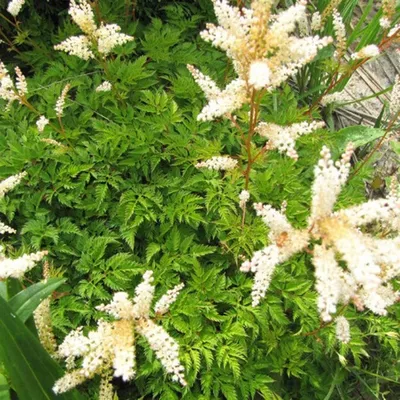 Волжанка двудомная \"Aruncus\"