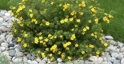 Волжанка двудомная Горацио * с доставкой! 🌱 [743214]
