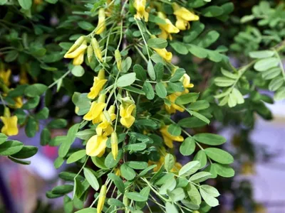 волжанка #арункус / Волжанка двудомная(лат.aruncus). Осеннее деление  многолетнего арункуса. - YouTube