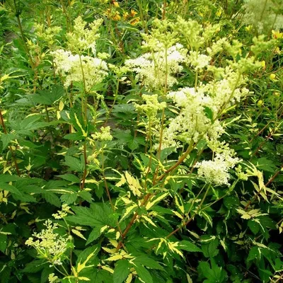 Волжанка (арункус): фото сортов, посадка и уход в открытом грунте