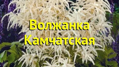 🌱 Волжанка Петрушколистная Noble Spirit по цене от 500 руб: саженцы,  рассада - купить в Москве с доставкой - интернет-магазин Все Сорта