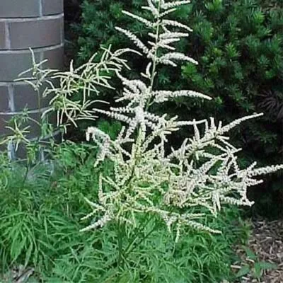 Лабазник вязолистный \"Variegata\" купить в питомнике растений с доставкой по  Ижевску и Удмуртии, рассада, выращивание, посадка и уход