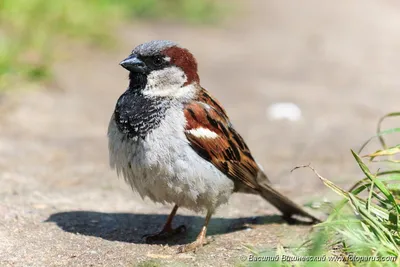 Воробей домовый: фото и описание птицы. Обитание, питание, размножение
