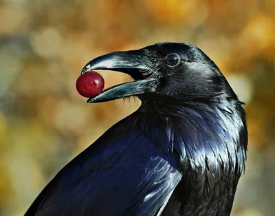 Мексиканский ворон (Corvus imparatus) - Picture Bird