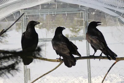 Ворон (лат. Corvus corax)