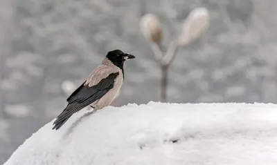 Ворона зимой фото
