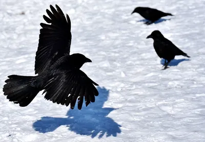 ворона в снег на зимний день Стоковое Изображение - изображение  насчитывающей перо, взорвать: 232949875