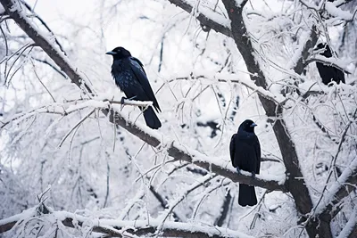 Замерзшая ворона — конкурс \"Птицы зимой\" — Фотоконкурс.ру