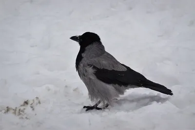 Серая ворона сидит в снегу. Птицы в диком зимой Стоковое Фото - изображение  насчитывающей клюв, птиц: 214480528