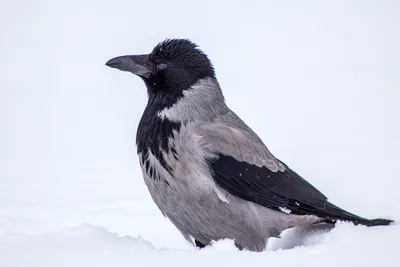 Картинка птица Вороны Клюв 2 Зима снеге животное 1920x1194