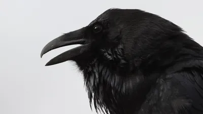 Большая черная птица в лесу - 70 фото