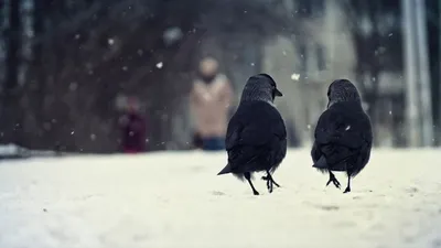 черный ворон, ворон, снег, зима, холодная, ворон птица, ворона, животное,  природа, перо | Pxfuel