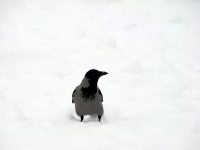 Ворона зимой фото фотографии