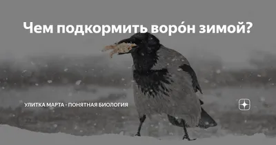 https://www.pexels.com/ru-ru/photo/crow-on-snow-19261071/