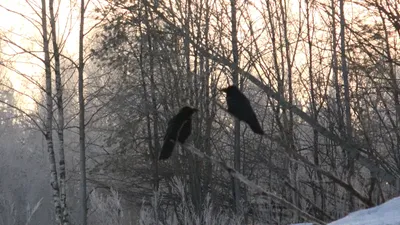 Птицы зимой ворона - 91 фото
