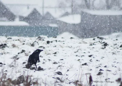 ворона на снегу зимой стоковое фото. изображение насчитывающей красивейшее  - 243701034