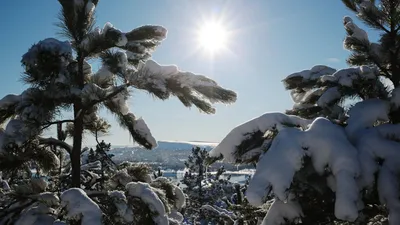 зимнее озеро и восход солнца с туманом покрывающим деревья и траву,  красивая картина зимних сцен фон картинки и Фото для бесплатной загрузки