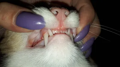 Белые фотографии воспаления десен у кошки