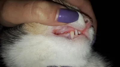 Качественные фотографии воспаления десен у кошки