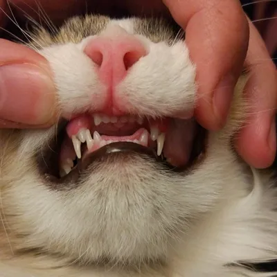 Фотография воспаления десен у кошки с высоким разрешением