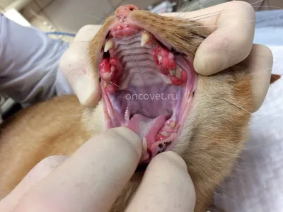 Нежные фото воспаления десен у кошки