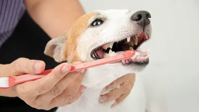 Зубной камень у собак. Причины образования и как лечить. | Капитан  Рыжебород | Дзен