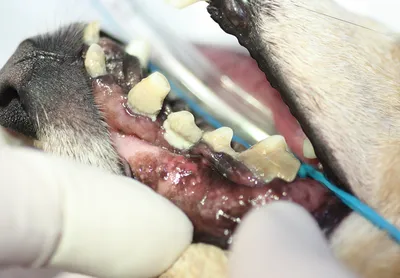Блог :: Уход за зубами у собак и кошек в домашних условиях