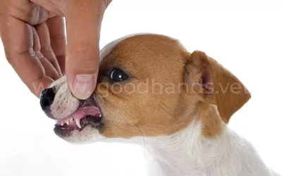 Болезни зубов у животных: подробный список - Ветеринарная клиника в  Зеленограде \"POLIVET\"