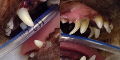 Болезни зубов и ротовой полости у собак — блог ветеринарной клиники «Амикус  Вет»