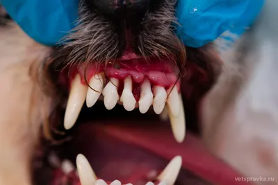 Зубы собаки - прикус, профилактика болезней | ВКонтакте