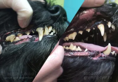 У собаки болят зубы. | Ветеринарная клиника в Текстильщиках