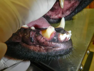 ZOO DOCTOR - ГИНГИВИТ У СОБАК Многие владельцы не чистят зубы своим  собакам. Причин достаточно: непослушное животное, у хозяина нет времени или  он не знает, что эта процедура необходима. К сожалению, результат