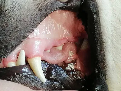 Крупный план ветеринарной обработки воспаления десен собаки Стоковое  Изображение - изображение насчитывающей развилки, черный: 52393765