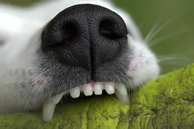 Чистка зубов у собак в Твери. Запись: +7 (4822) 60-05-77