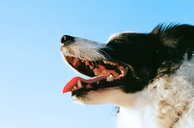 Лечение зубов у собак | Цены на лечение зубов у собак в Москве - ЗооПорт