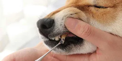 Гель TropiClean для чистки зубов для собак 118 мл: купить по лучшей цене в  Украине. средства для гигиены животных от \"ZooVet - інтернет зоомагазин  самих низьких цін - Zoovetbaza.com.ua\" - 782551758