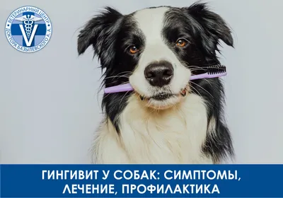Чистка зубов ультразвуком у собак без наркоза (удаление зубного камня) -  Ветеринарний Центр \"ЗооВетСіті\" м. Кропивницький