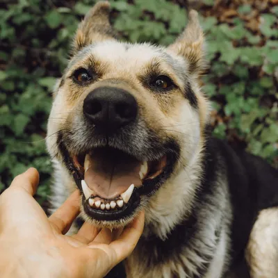 Удаление зубов у собак и других животных в Москве – узнайте цены и  запишитесь на прием в «Джунгли»
