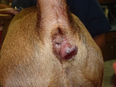 Воспаление параанальных желез у собак фото фотографии