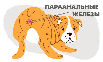 Воспаление параанальных желез у шпица. Как мы лечили Тошу. | Тошка-Тотошка  | Дзен