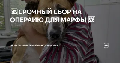 Ветеринарная эндоскопия для животных в Москве | Клиника EVC